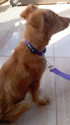 תמונת מודעה - חיות מחמד