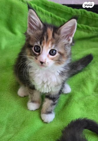 תמונת מודעה - חיות מחמד