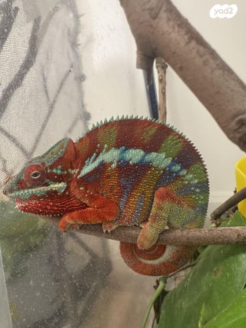 תמונת מודעה - חיות מחמד