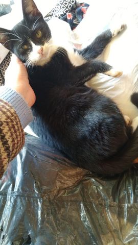 תמונת מודעה - חיות מחמד