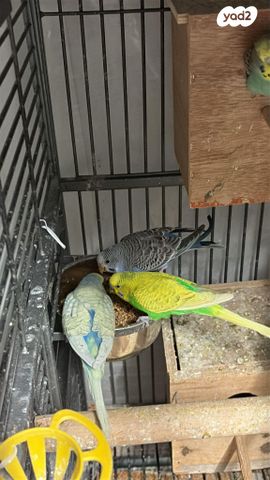 תמונת מודעה - חיות מחמד