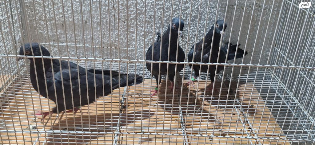 תמונת מודעה - חיות מחמד