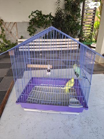 תמונת מודעה - חיות מחמד