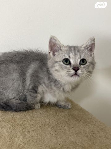 תמונת מודעה - חיות מחמד