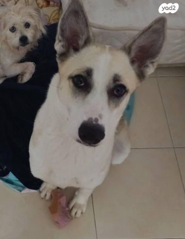 תמונת מודעה - חיות מחמד