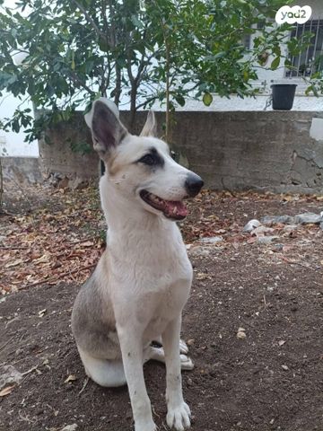 תמונת מודעה - חיות מחמד