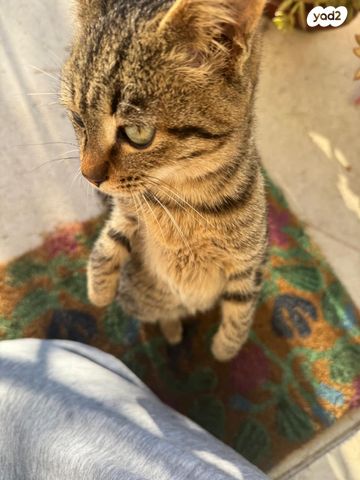 תמונת מודעה - חיות מחמד