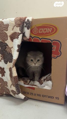 תמונת מודעה - חיות מחמד