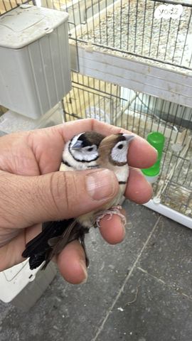 תמונת מודעה - חיות מחמד