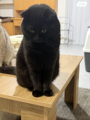 תמונת מודעה - חיות מחמד