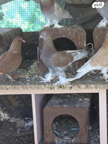 תמונת מודעה - חיות מחמד