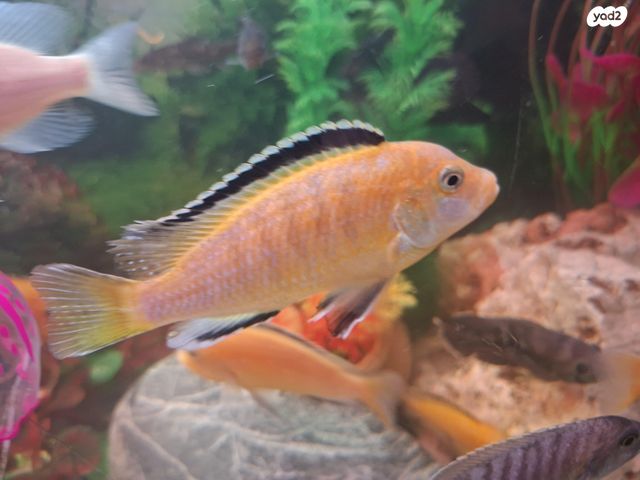 דג ציקלידים