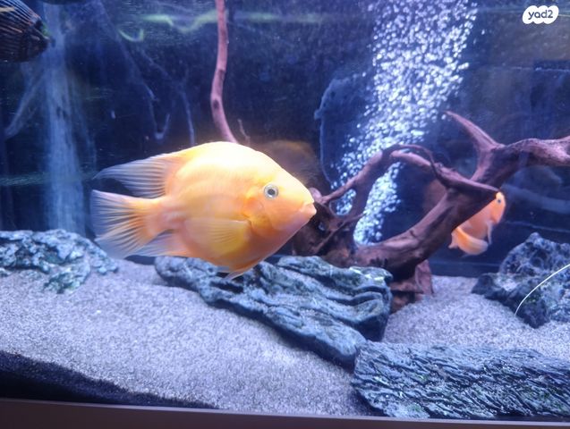 דג ציקלידים