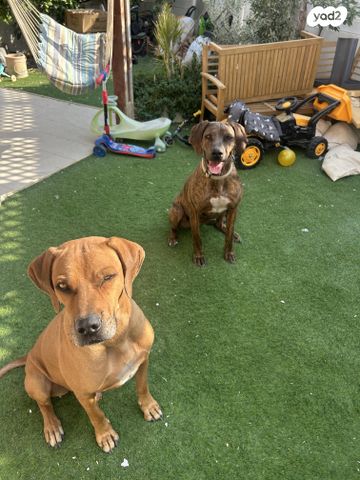 כלב ריצבק רודזיאן