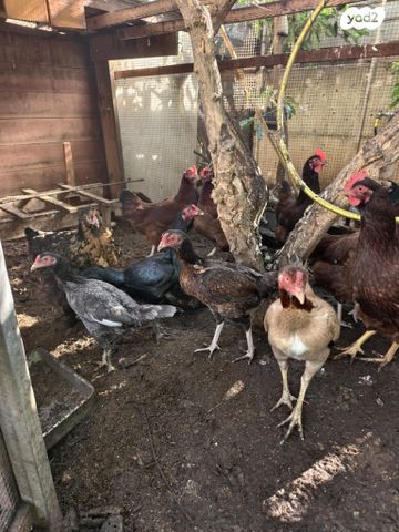 חיית משק רוד איילנד