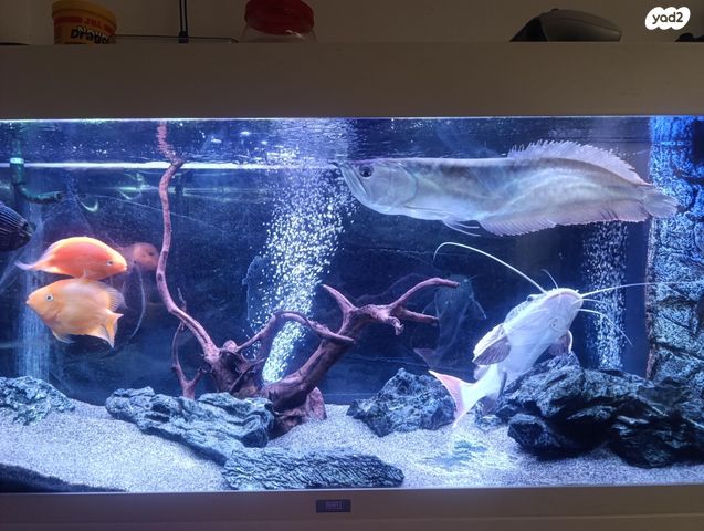 דג ציקלידים