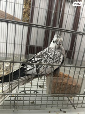 תוכי קוקוטייל