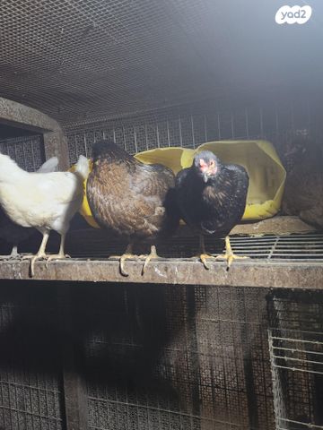 חיית משק לגהורן