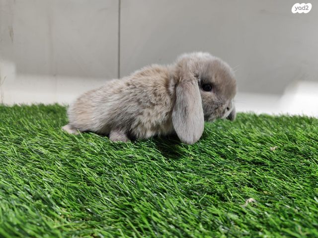 מכרסם ארנב ננסי