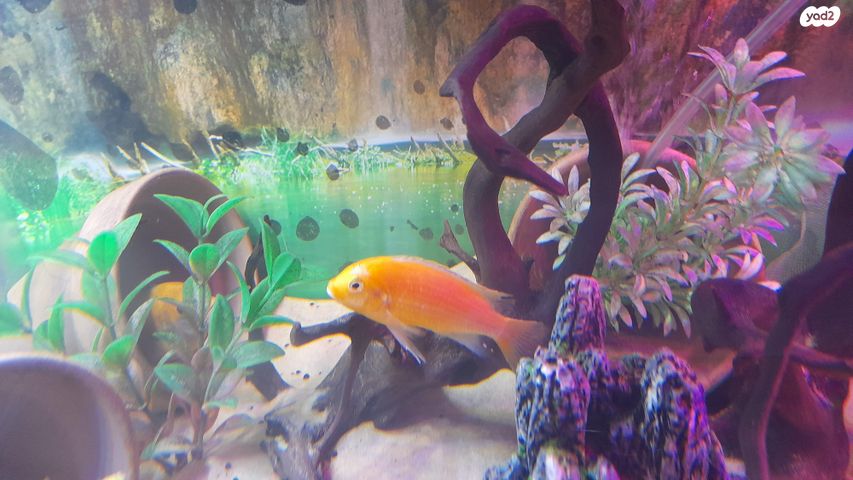 דג ציקלידים