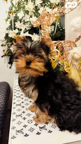 כלב יורקשייר