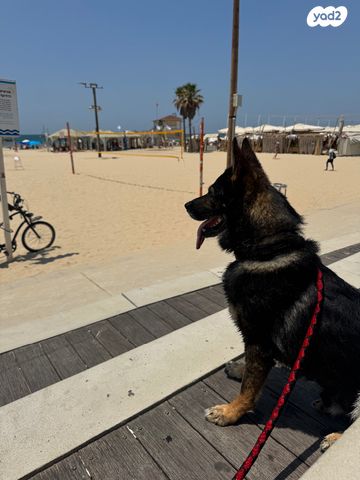 כלב רועה גרמני