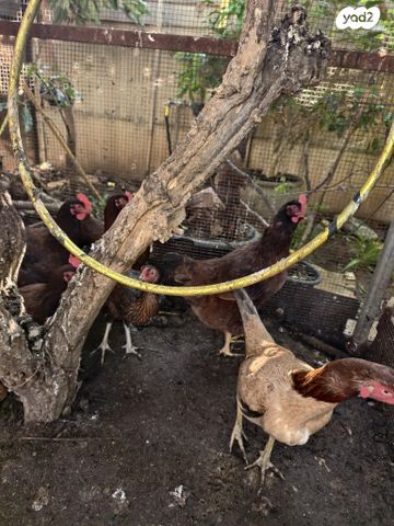 חיית משק רוד איילנד