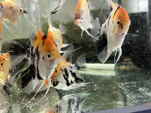 דג דגים טרופיים