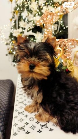 כלב יורקשייר