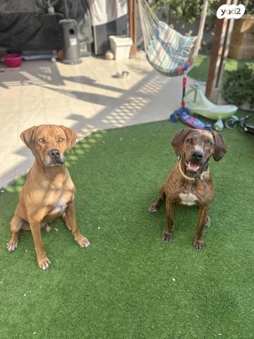 כלב ריצבק רודזיאן