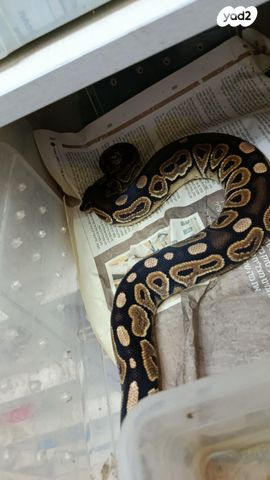 זוחל פיתון מתכדר