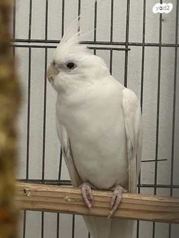 תוכי קוקוטייל