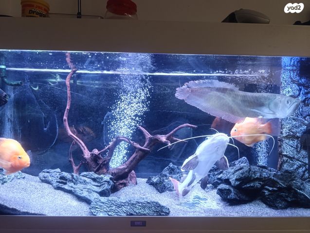 דג ציקלידים