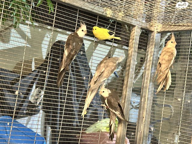 תוכי קוקוטייל