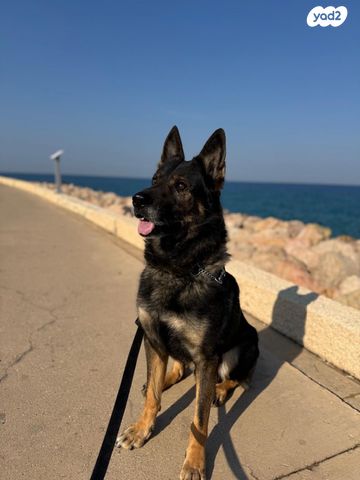 כלב רועה גרמני