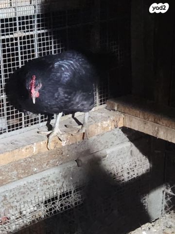 חיית משק לגהורן