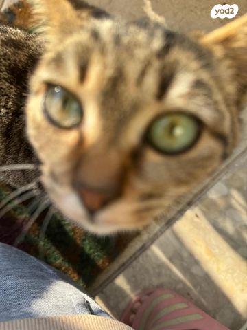 חתול אקזוטי קצר שיער