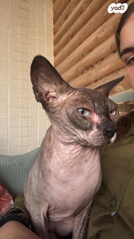 חתול ספינקס