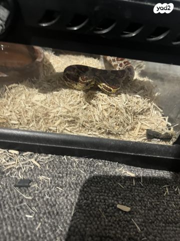 זוחל כרכן תירס