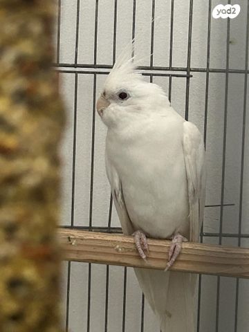 תוכי קוקוטייל