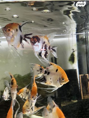 דג דגים טרופיים