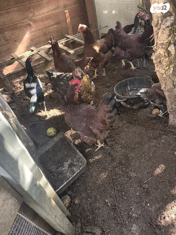 חיית משק רוד איילנד