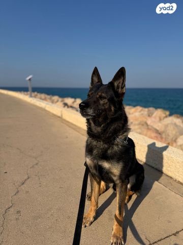 כלב רועה גרמני