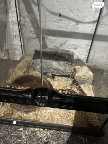 זוחל כרכן תירס