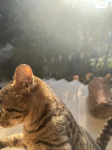 חתול אקזוטי קצר שיער