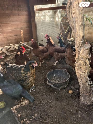 חיית משק רוד איילנד