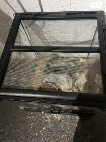 זוחל כרכן תירס