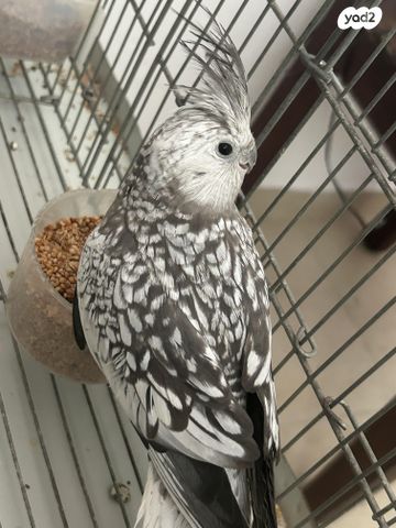 תוכי קוקוטייל