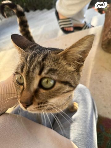 חתול אקזוטי קצר שיער