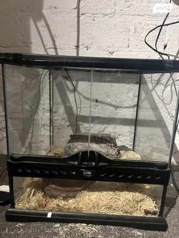 זוחל כרכן תירס